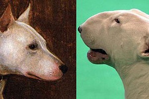 Pedigree Dogs Exposed